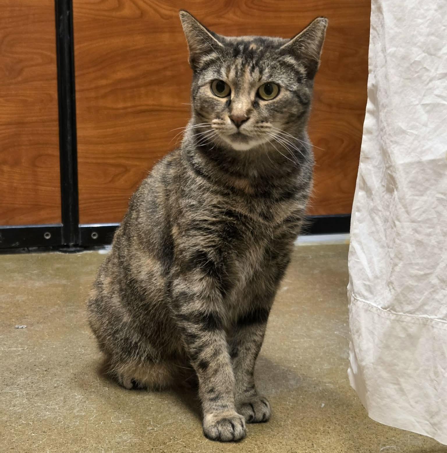 Enlarge Mabel, a ADOPTABLE mixed breed in Latham, NY image 6/6