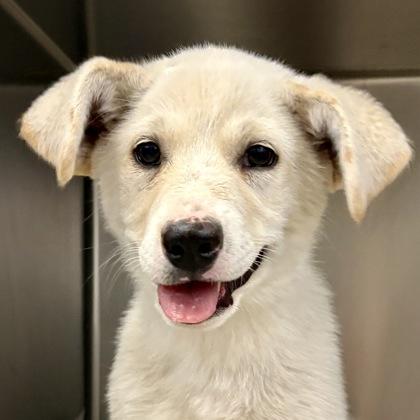 White Chocolate, adopted, Puppy Female Australian Cattle Dog / Blue Heeler & Border Collie.