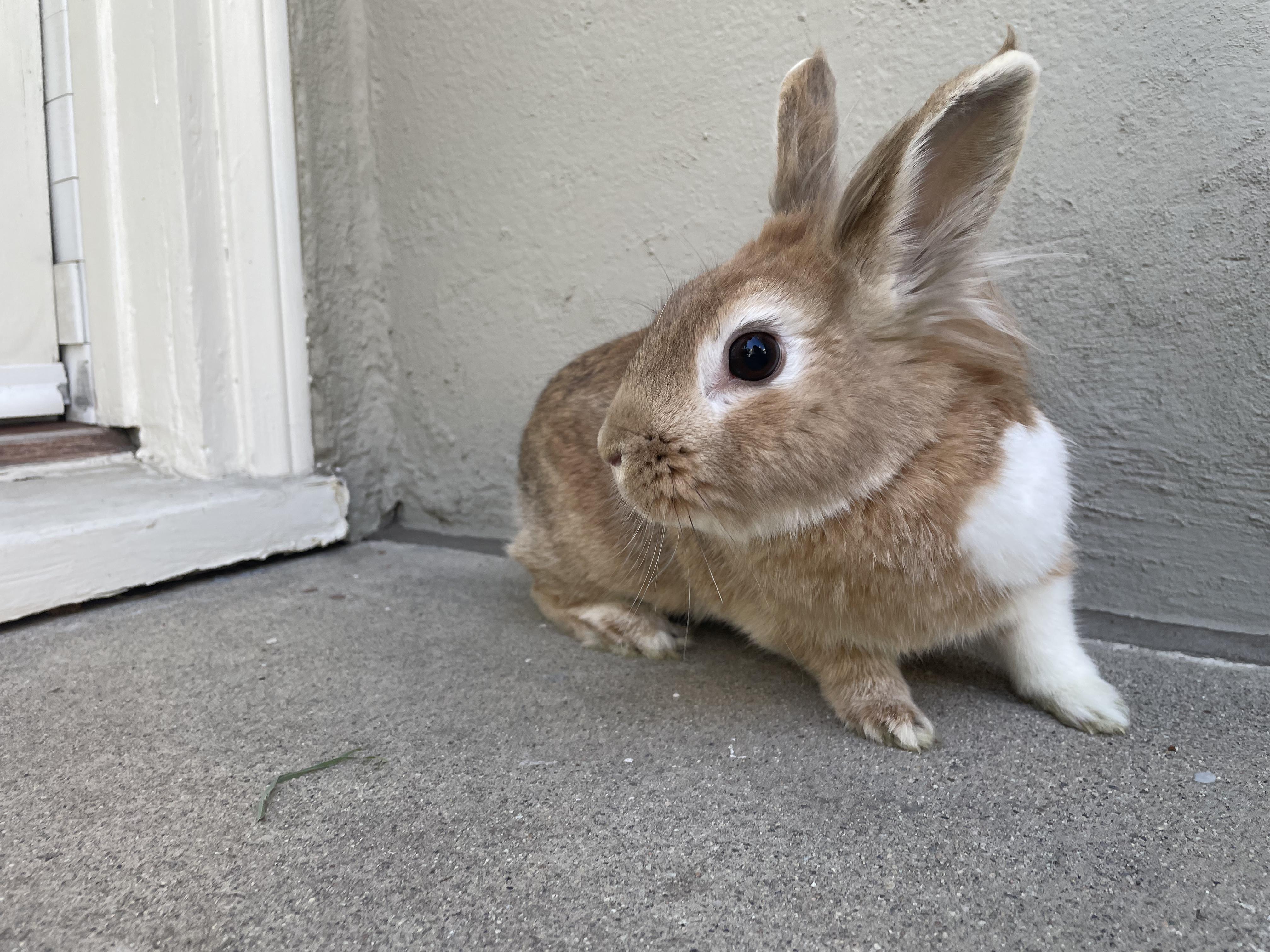 Rabbits for Adoption Near 90068 CA Petfinder