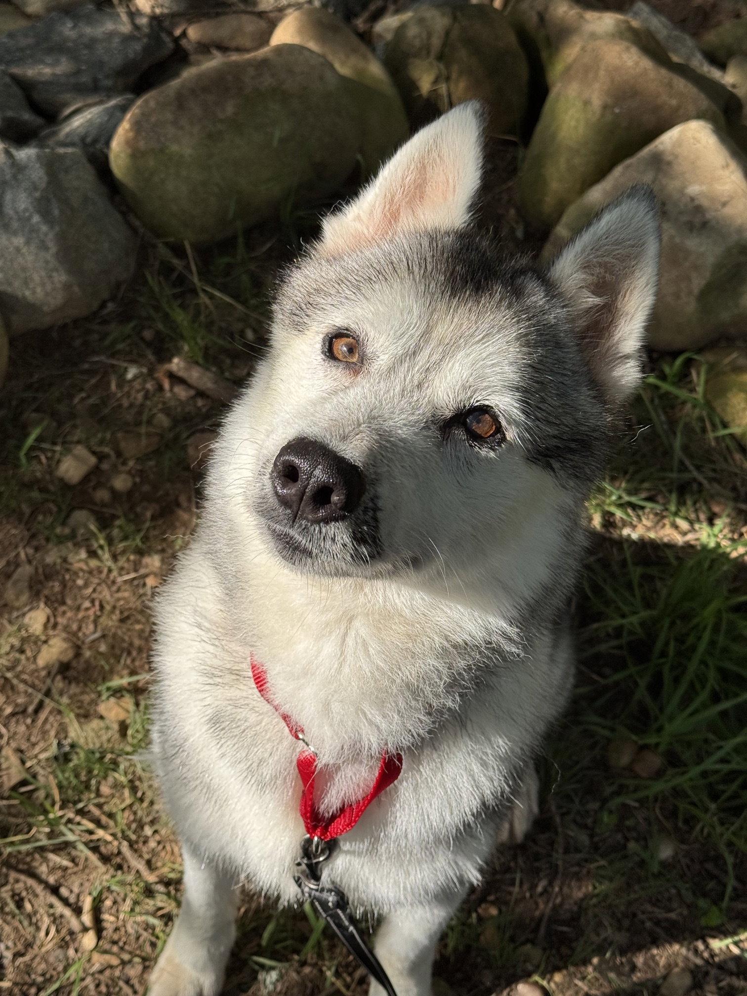 Justice, a Adoptable Siberian Husky in Cumming, GA image 1/3