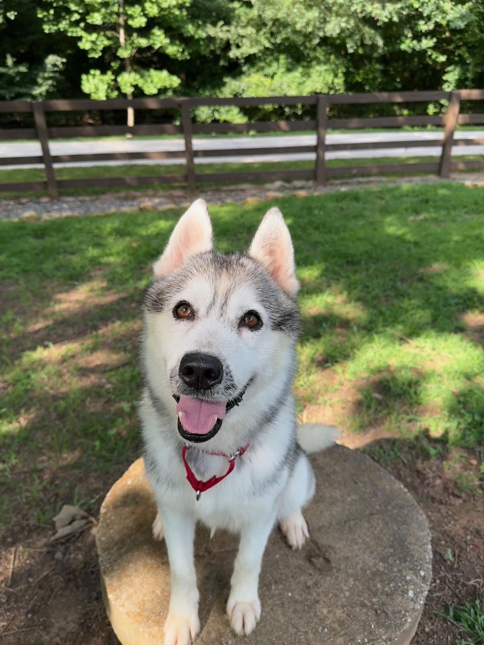 Justice, a Adoptable Siberian Husky in Cumming, GA image 2/3