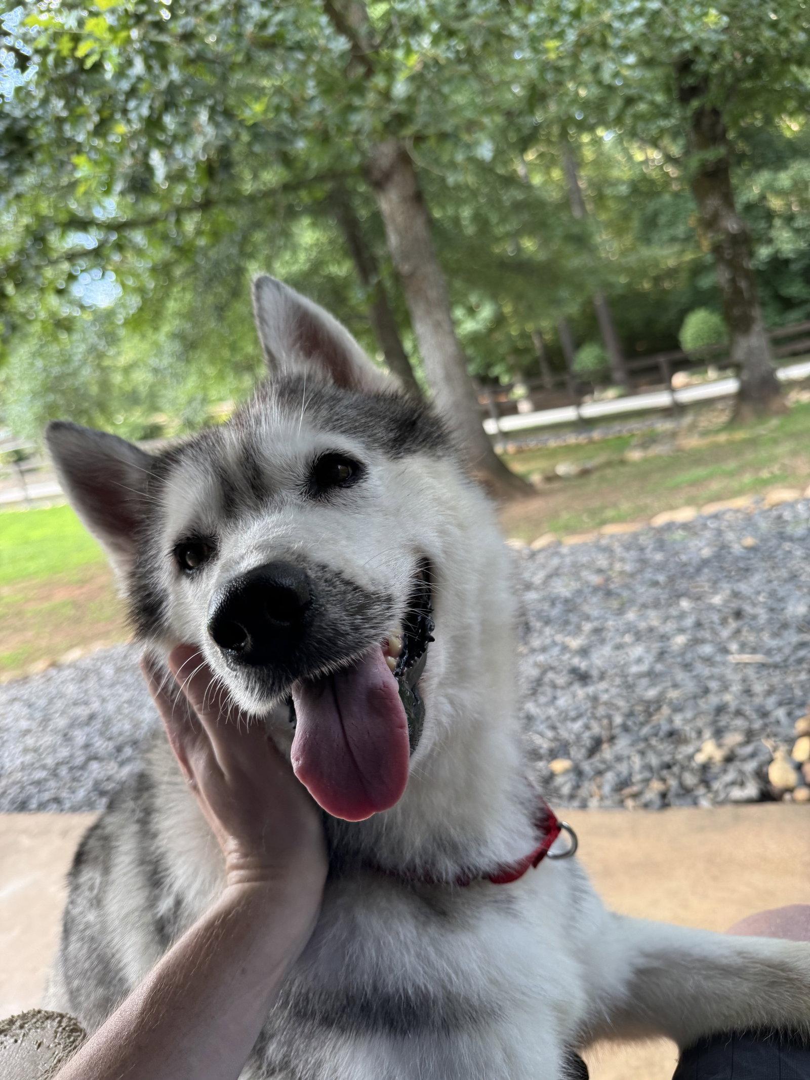 Justice, a Adoptable Siberian Husky in Cumming, GA image 3/3