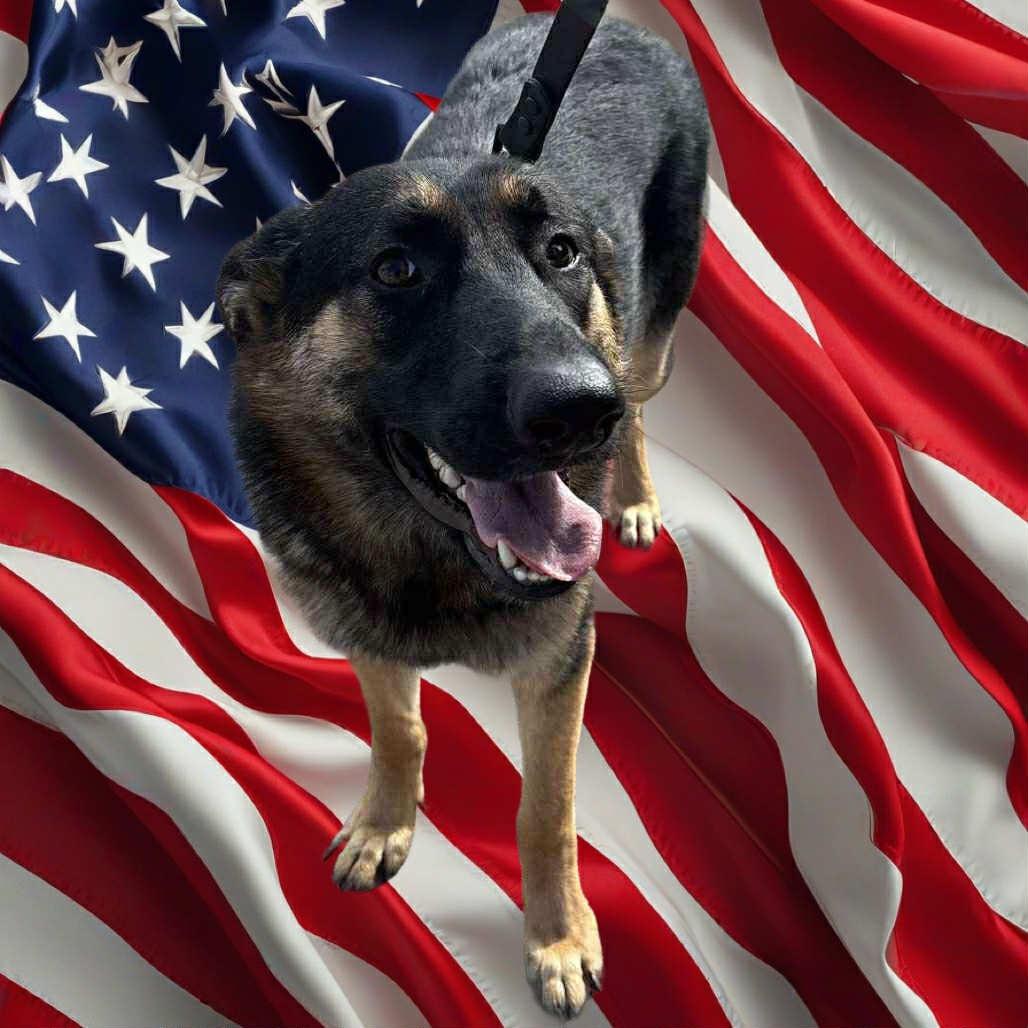 Gracie, a Adoptable German Shepherd Dog in Tulsa, OK image 2/2