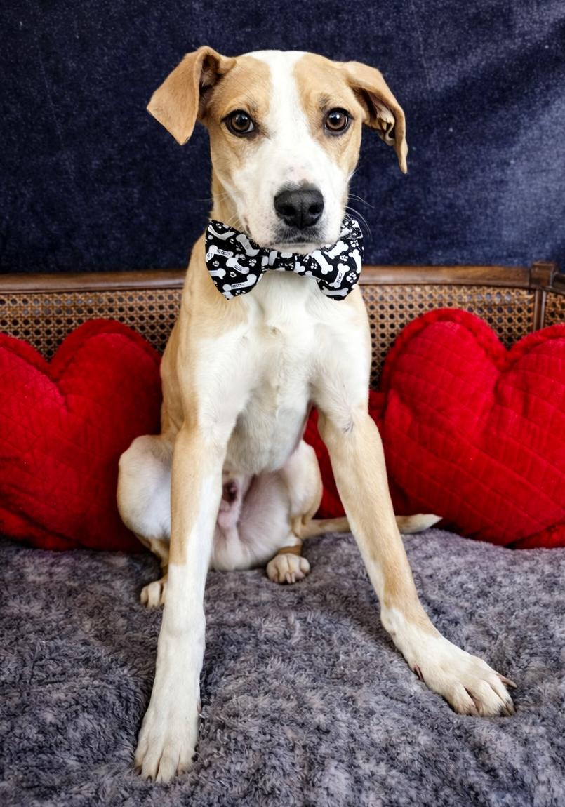 Enlarge Rumble, an adopted mixed breed in Cheboygan, MI image 4/6