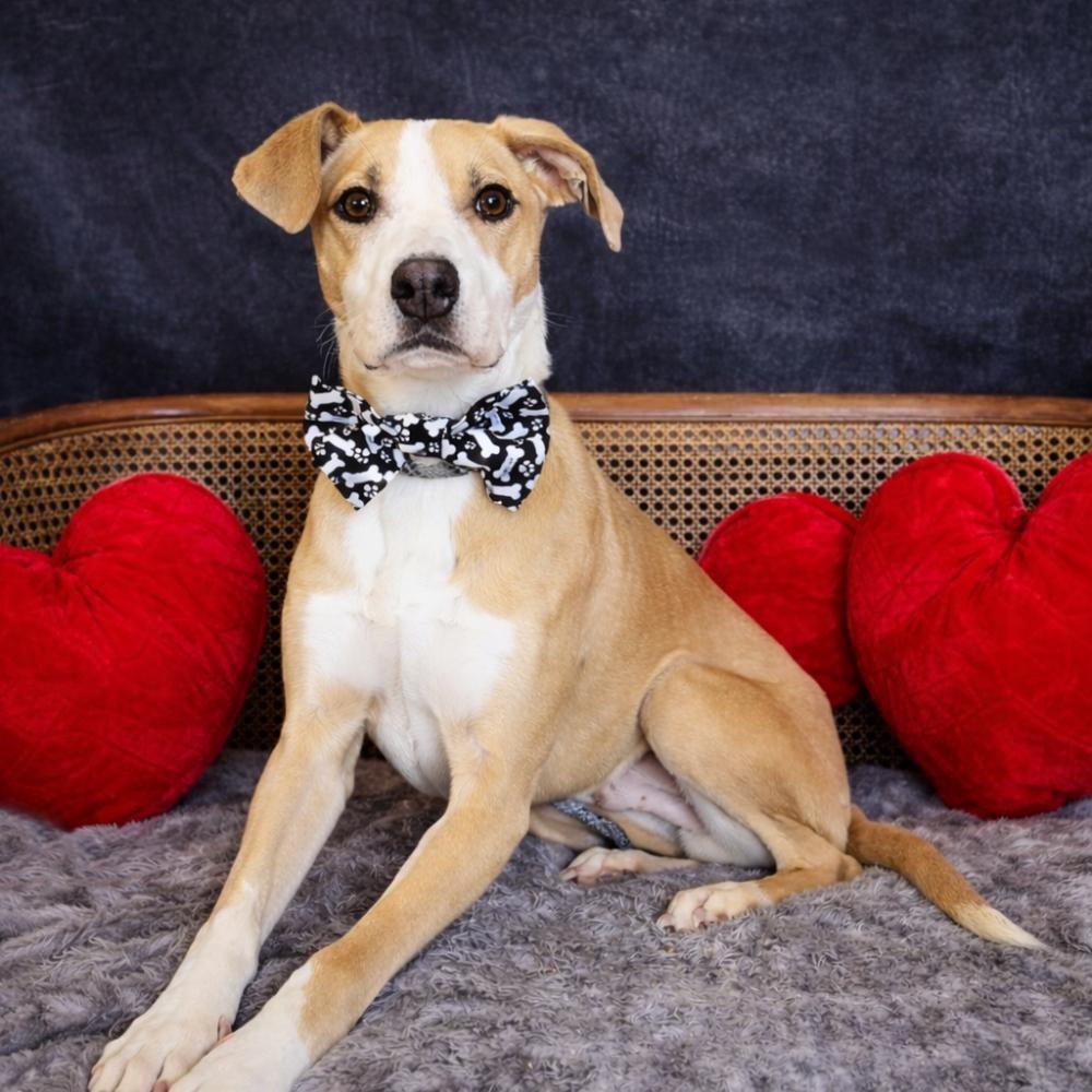 Rumble, adopted, Young Male Staffordshire Bull Terrier & Chihuahua.