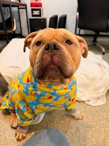 Charmander, Adoptable, Adult Male Mixed Breed & Mixed Breed.