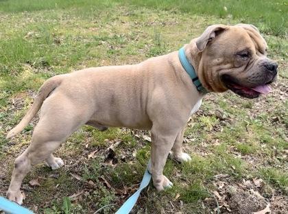 Enlarge Charmander, a Adoptable mixed breed in Washington, DC image 2/3