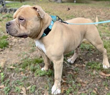 Enlarge Charmander, a Adoptable mixed breed in Washington, DC image 3/3