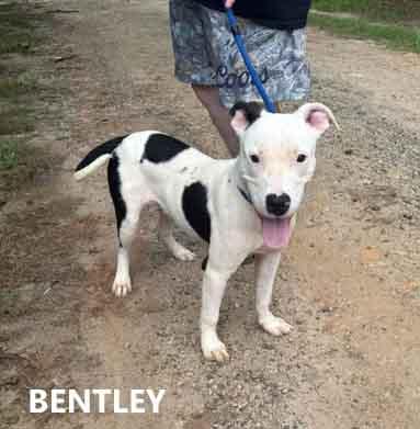 Bentley, ADOPTABLE, Young Male American Bulldog.