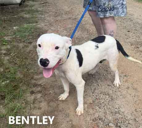 Enlarge Bentley, a ADOPTABLE mixed breed in Washington, GA image 2/2