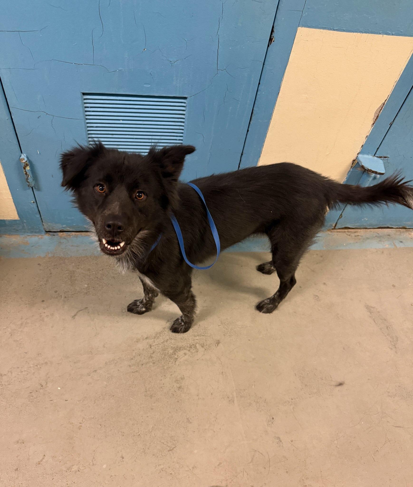 Enlarge Yelena 4389, a Adoptable mixed breed in Phoenix, AZ image 2/2