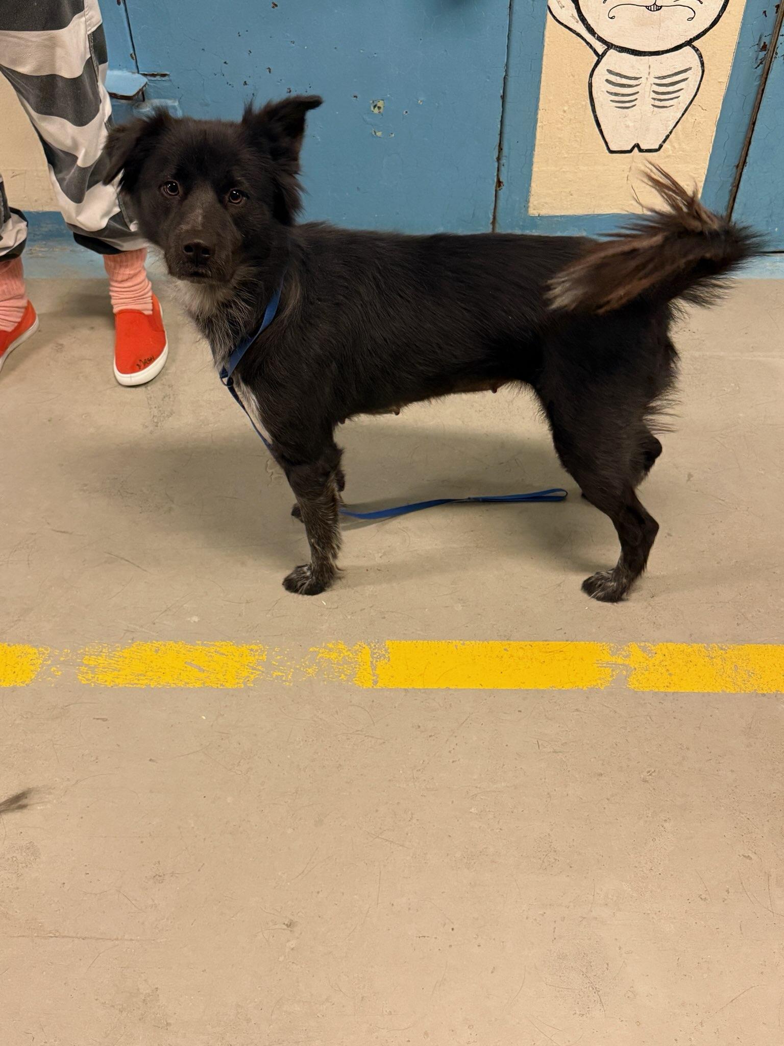 Enlarge Yelena 4389, a Adoptable mixed breed in Phoenix, AZ image 1/2