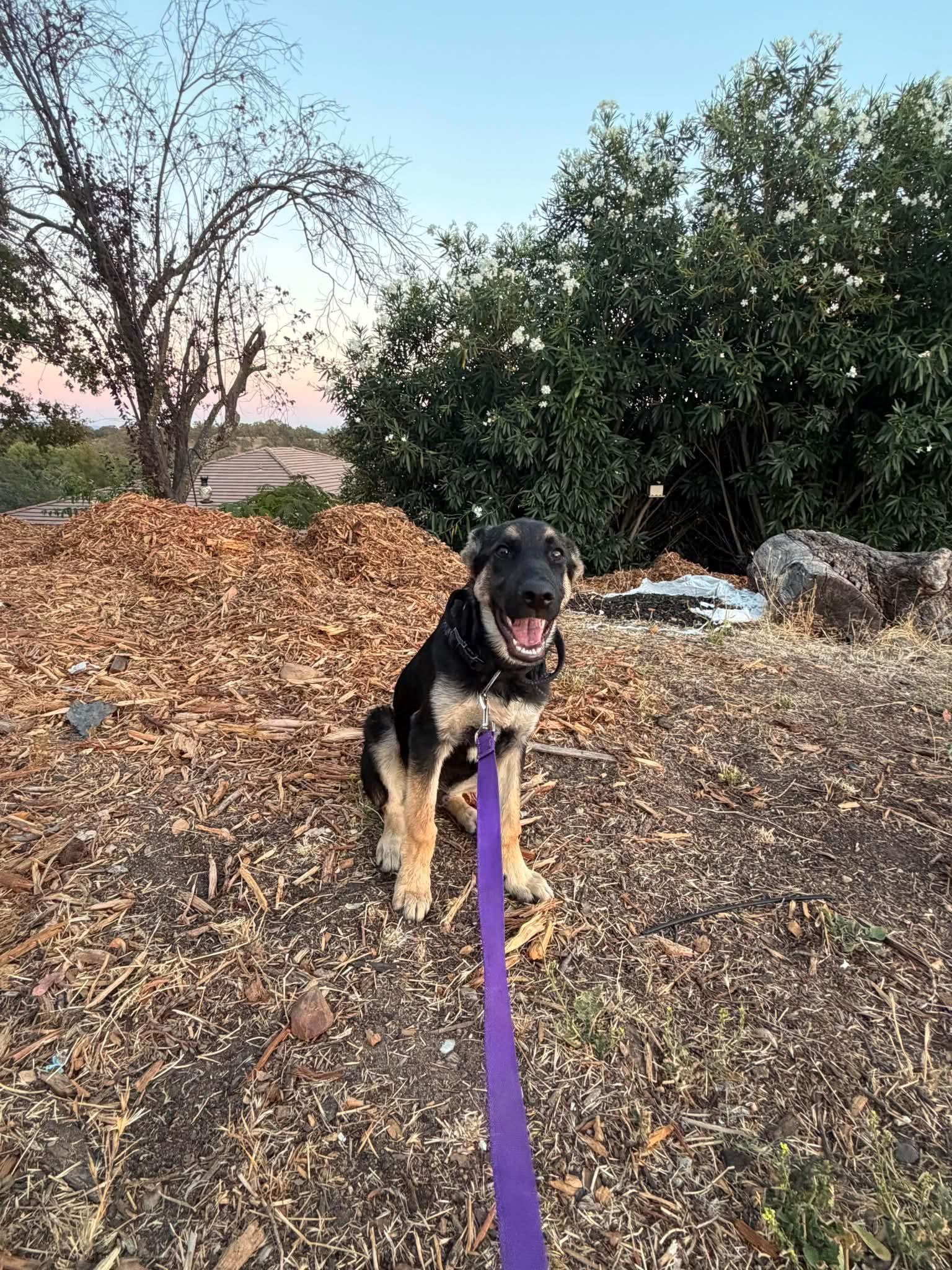 Bruce, an adopted mixed breed in Lodi, CA image 2/2