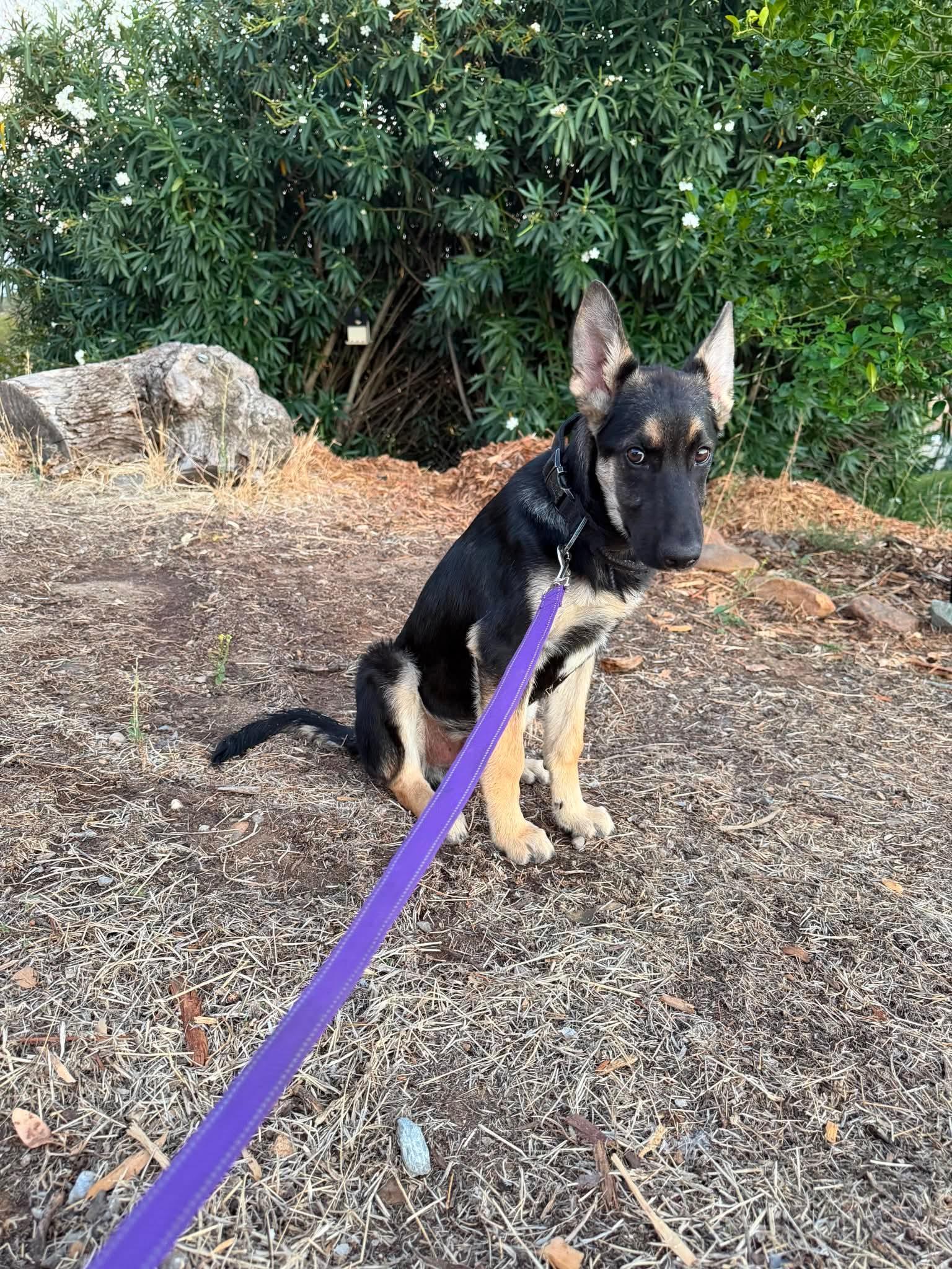 Bruce, adopted, Puppy Male German Shepherd Dog.