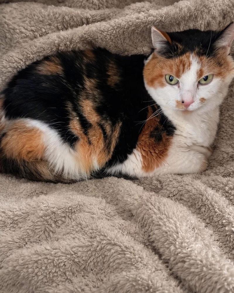 Piper, Adoptable, Adult Female Domestic Medium Hair.