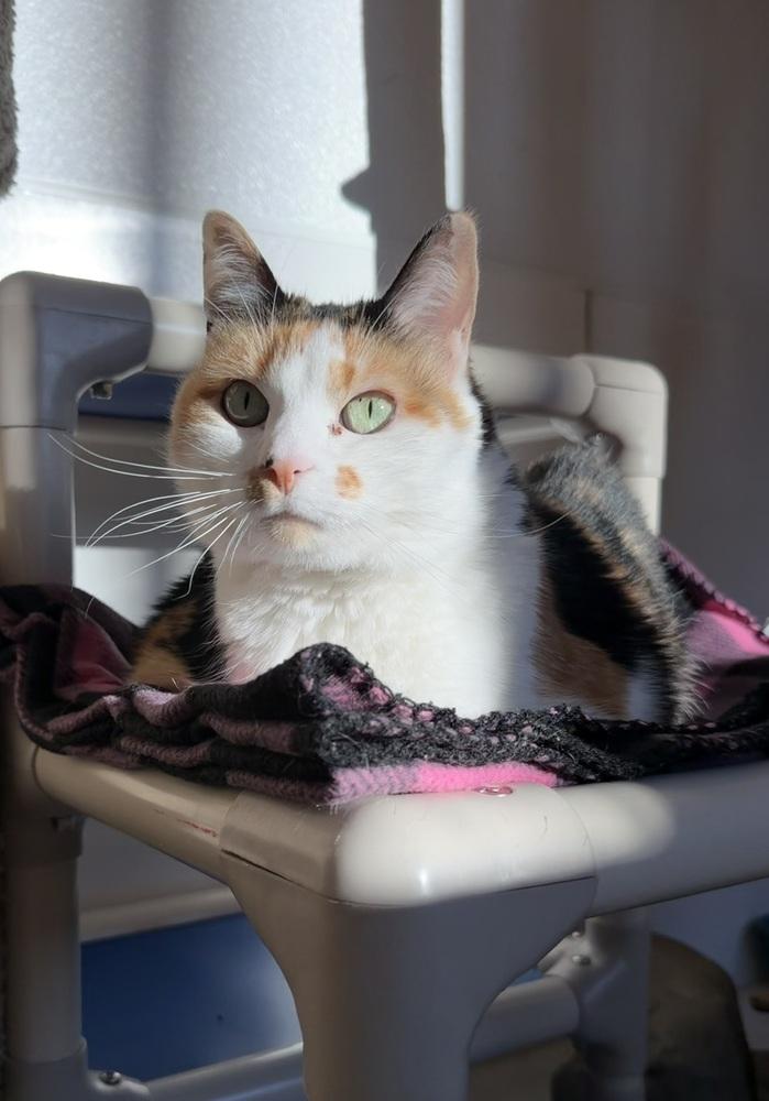 Enlarge Piper, a Adoptable mixed breed in Salmon, ID image 2/5