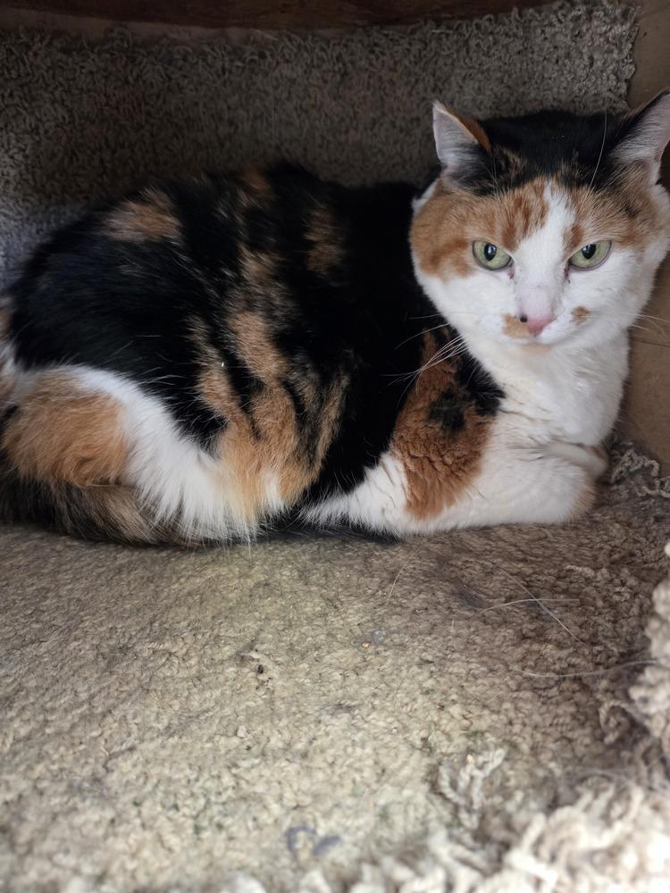 Piper, Adoptable, Adult Female Domestic Medium Hair.