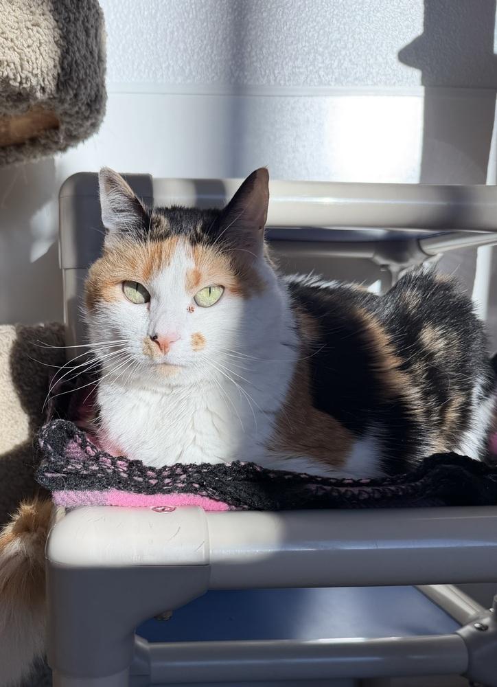 Enlarge Piper, a Adoptable mixed breed in Salmon, ID image 3/5