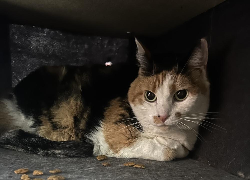 Piper, a Adoptable mixed breed in Salmon, ID image 2/3