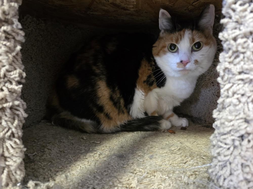 Piper, a Adoptable mixed breed in Salmon, ID image 3/3