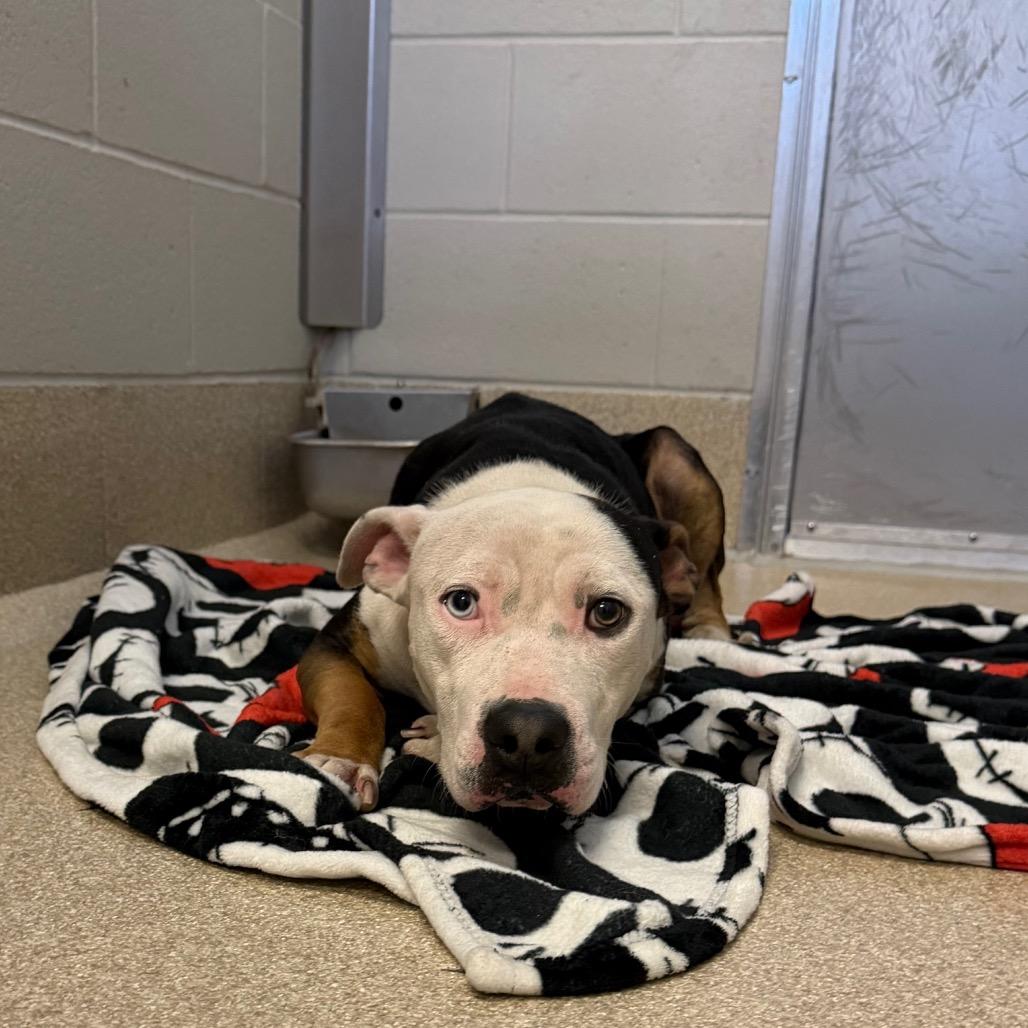 Enlarge Lou, a Adoptable mixed breed in Bristol, IN image 1/4