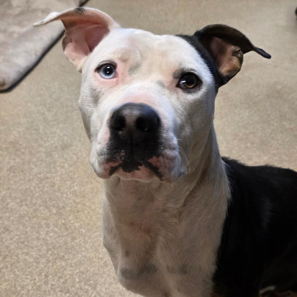 Enlarge Lou, a Adoptable mixed breed in Bristol, IN image 2/4