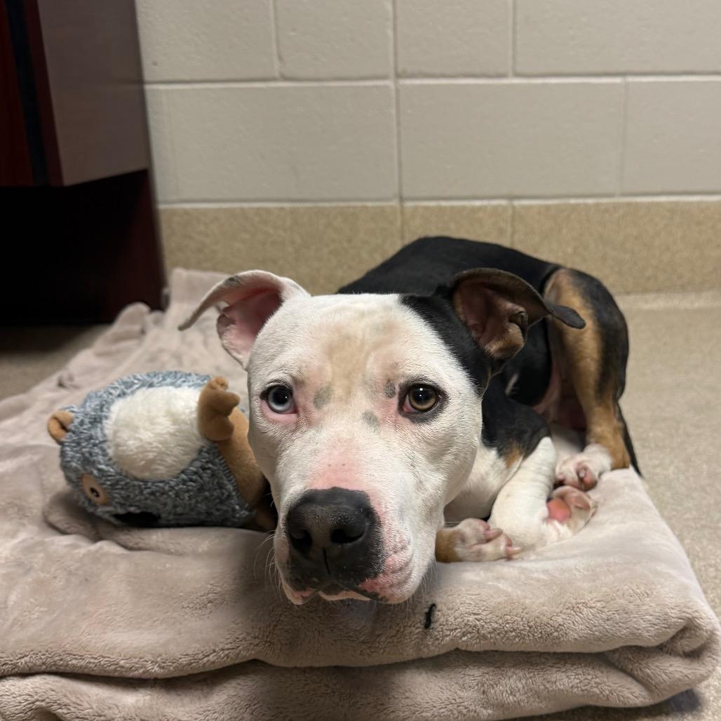 Enlarge Lou, a Adoptable mixed breed in Bristol, IN image 3/4