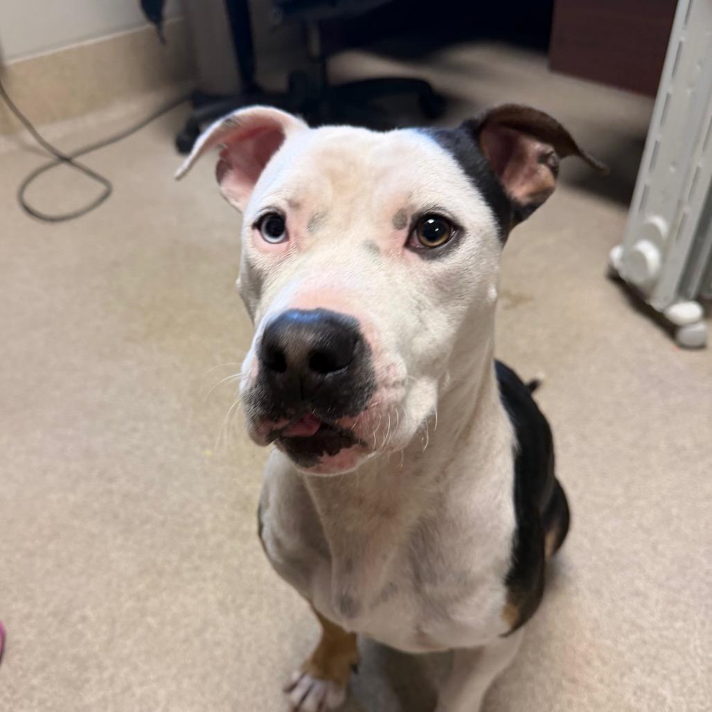 Enlarge Lou, a Adoptable mixed breed in Bristol, IN image 4/4