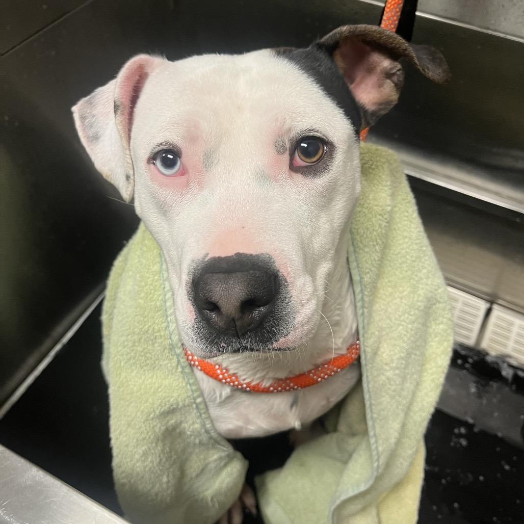 Enlarge Lou, a Adoptable mixed breed in Bristol, IN image 5/6