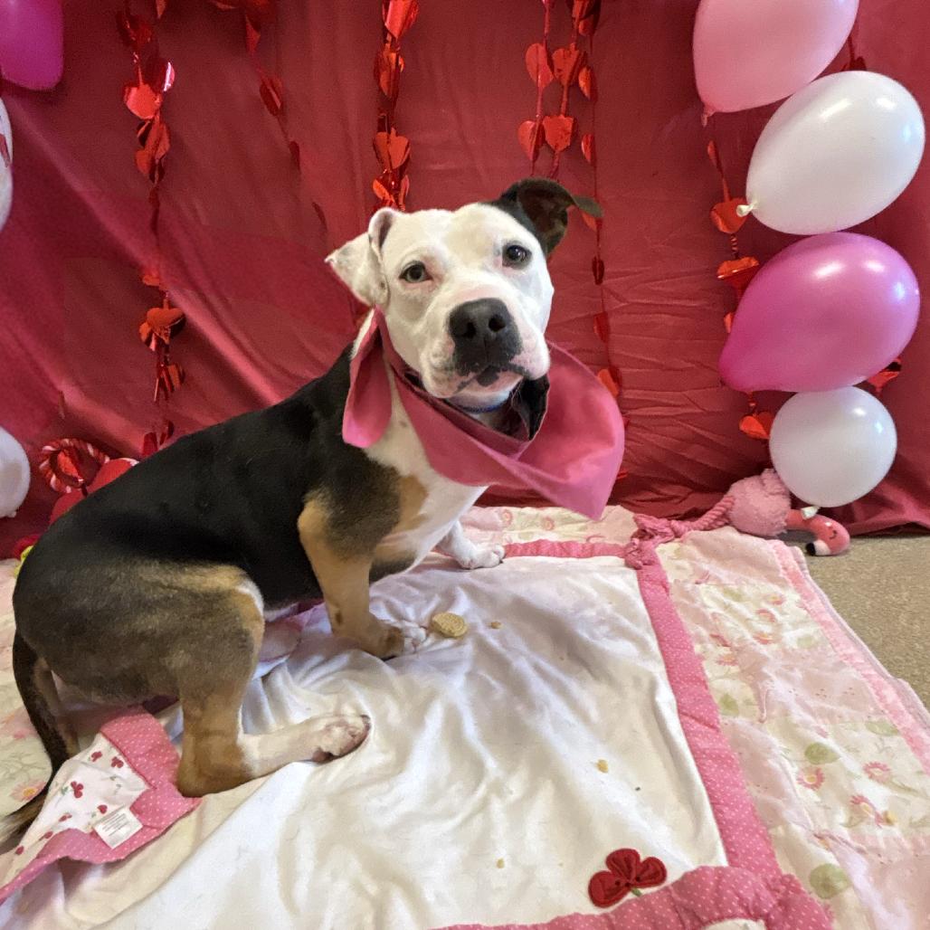 Enlarge Lou, a Adoptable mixed breed in Bristol, IN image 6/6