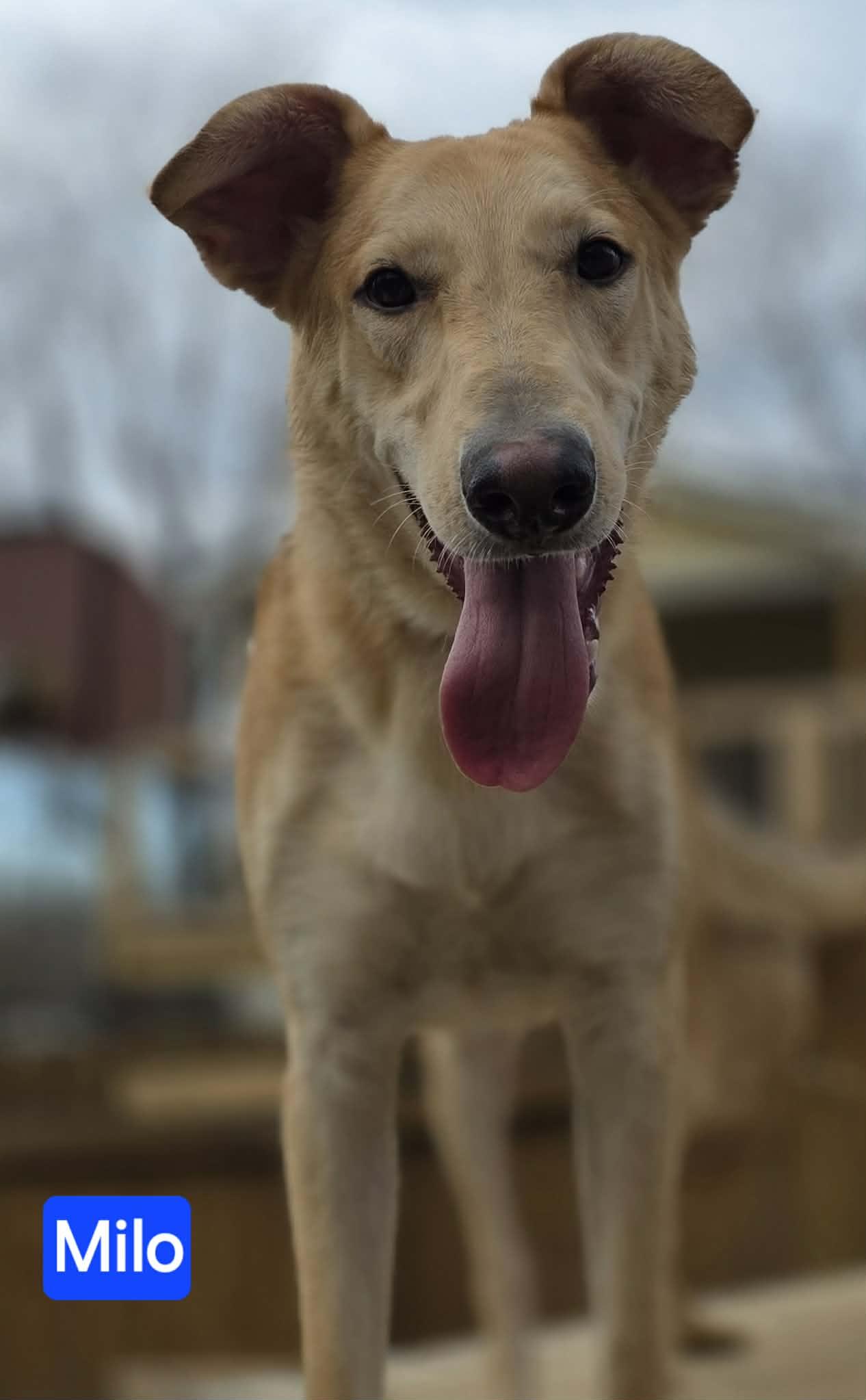 Milo, a Adoptable mixed breed in Fishkill, NY image 2/6