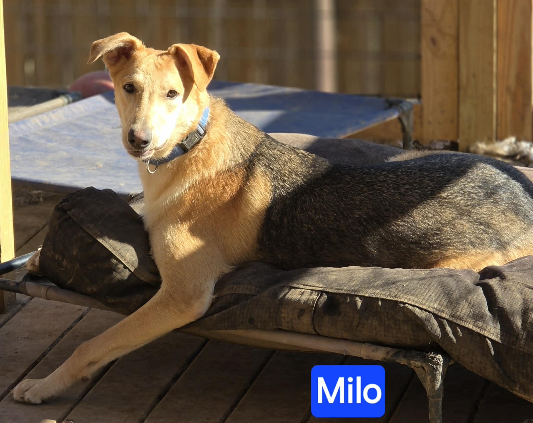 Milo, a Adoptable mixed breed in Fishkill, NY image 1/6