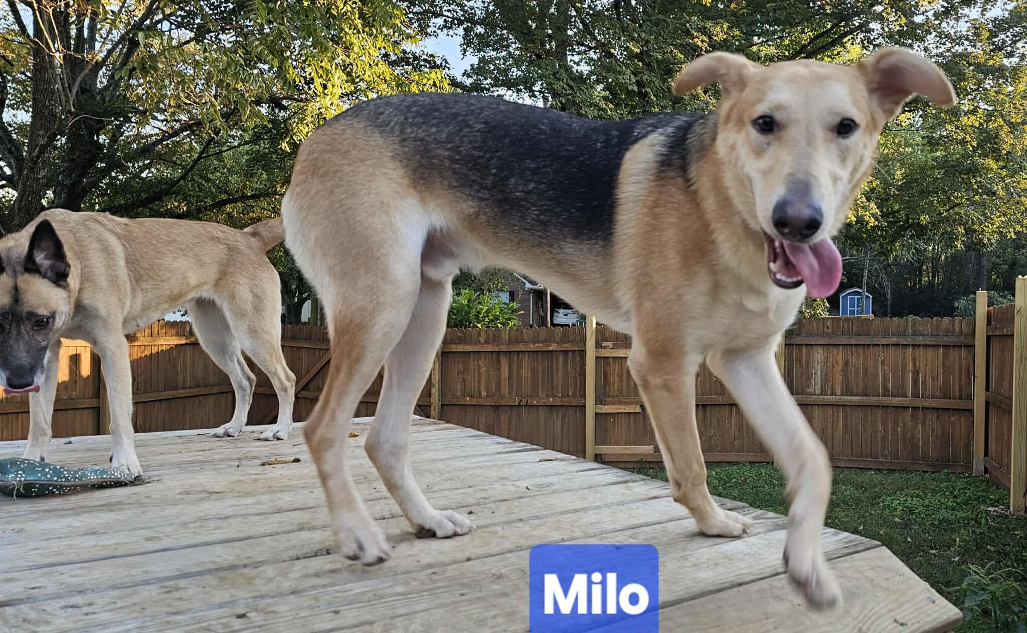 Milo, a Adoptable mixed breed in Fishkill, NY image 5/6
