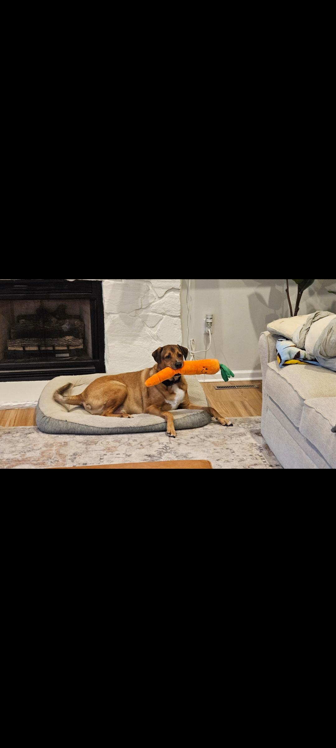 Enlarge Tucker, a ADOPTABLE mixed breed in Cambridge, MD image 1/2