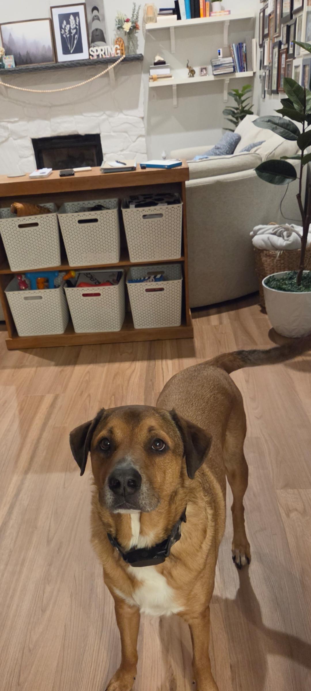 Enlarge Tucker, a ADOPTABLE mixed breed in Cambridge, MD image 2/2