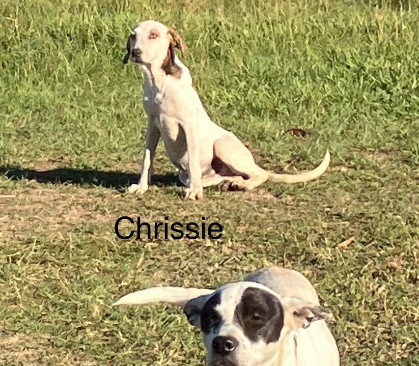 Enlarge Chrissie, a Adoptable mixed breed in Slidell, LA image 1/1