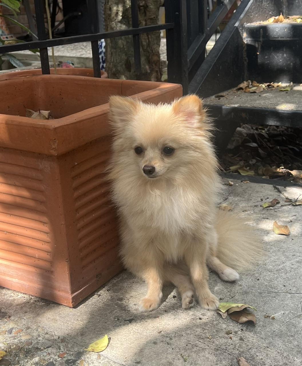 Toasty, a Adoptable Pomeranian in Chicago, IL image 3/6