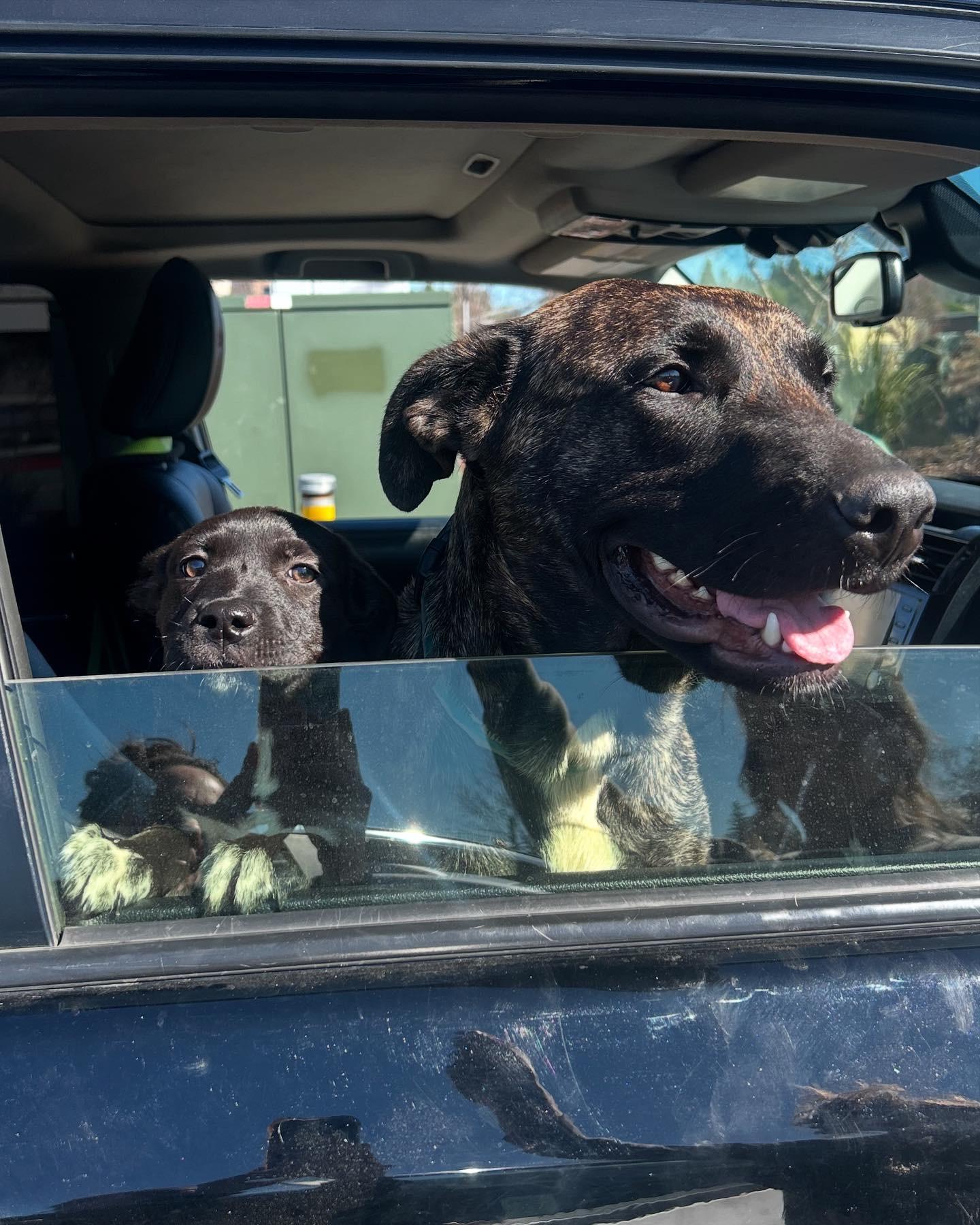Enlarge Harley Queen, a Adoptable mixed breed in Roseville, CA image 1/9