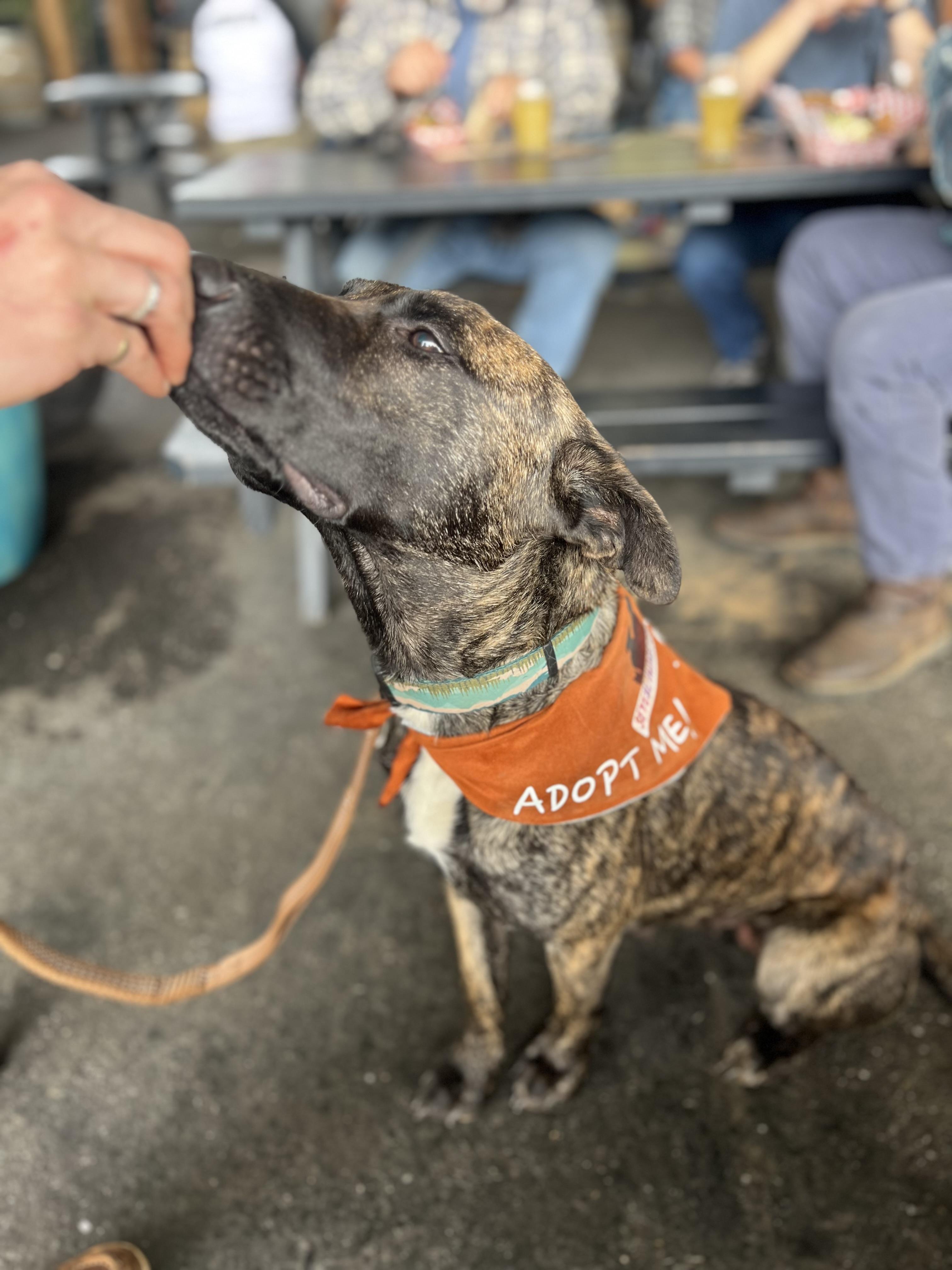 Enlarge Harley Queen, a Adoptable mixed breed in Roseville, CA image 2/9