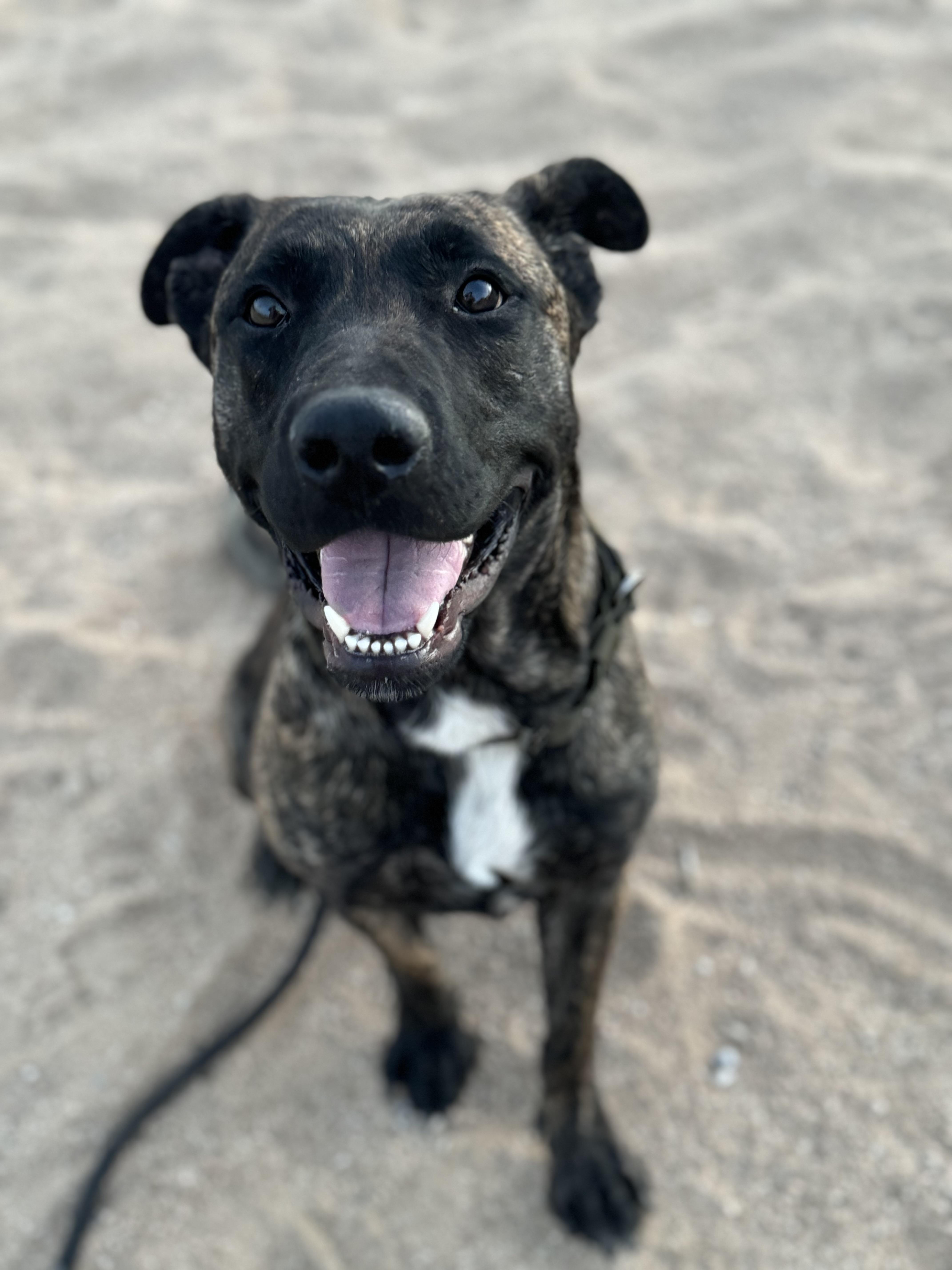 Enlarge Harley Queen, a Adoptable mixed breed in Roseville, CA image 4/9