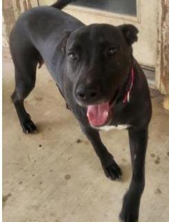 Deputy Dawgs: Dottie (CP), a Adoptable mixed breed in Dallas, TX image 1/3