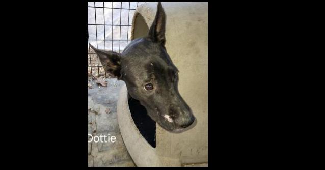Deputy Dawgs: Dottie (CP), a Adoptable mixed breed in Dallas, TX image 2/3