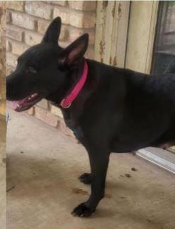 Deputy Dawgs: Dottie (CP), a Adoptable mixed breed in Dallas, TX image 3/3