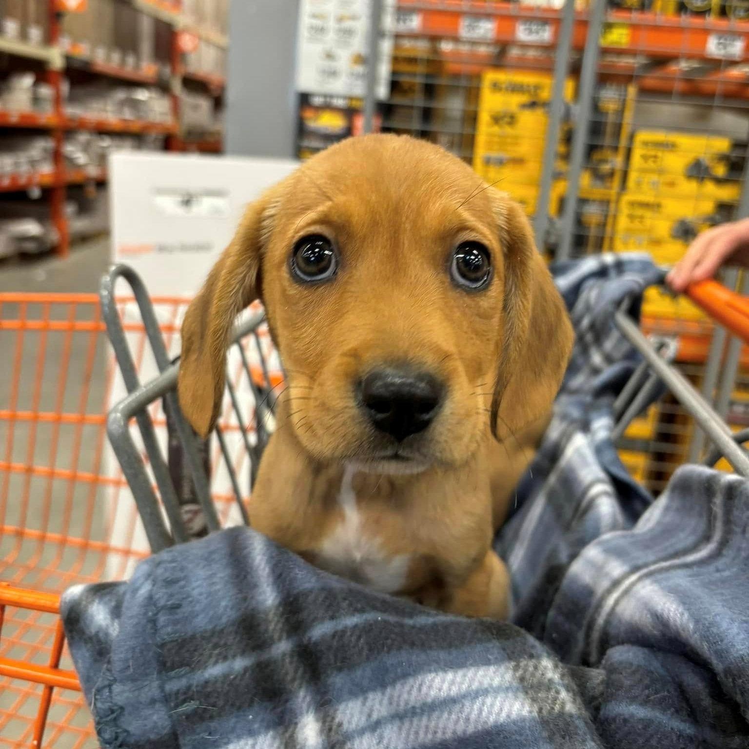 Enlarge Ezra, a Adopted Mixed Breed in Schenectady, NY image 3/6