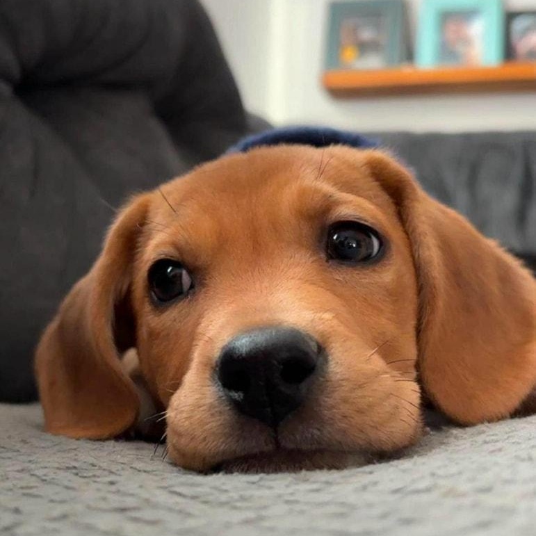 Enlarge Ezra, a Adopted Mixed Breed in Schenectady, NY image 2/6