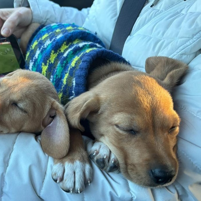 Enlarge Ezra, a Adopted Mixed Breed in Schenectady, NY image 6/6