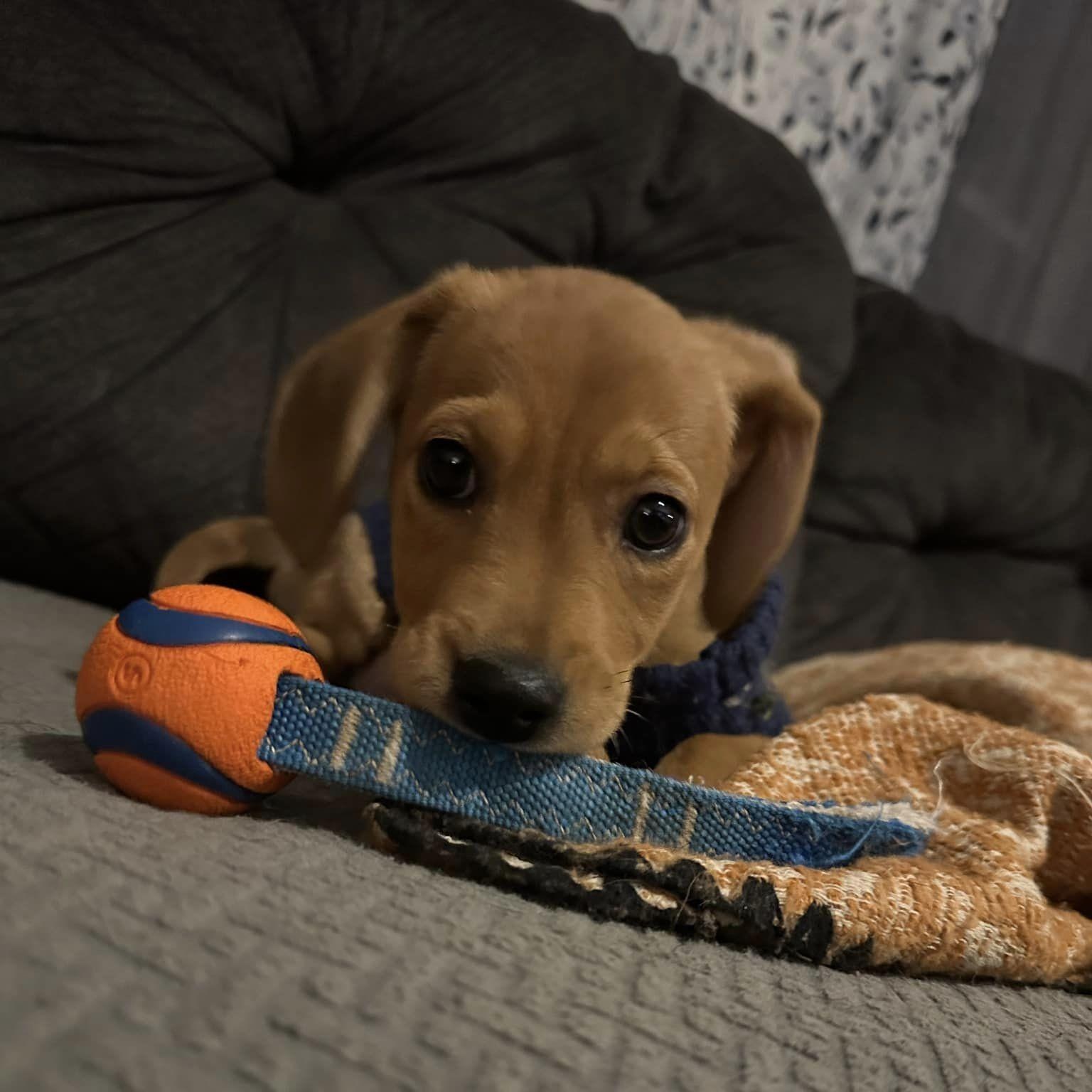 Enlarge Ezra, a Adopted Mixed Breed in Schenectady, NY image 4/6