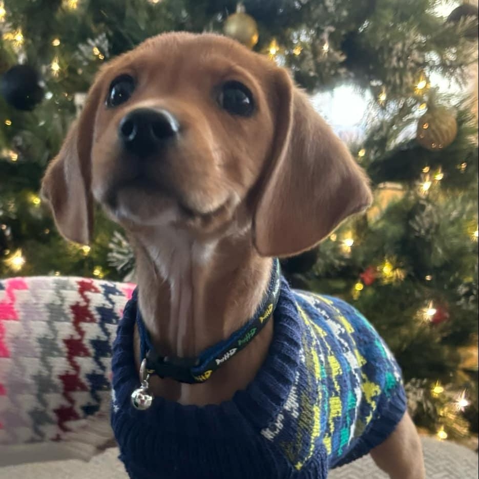 Enlarge Ezra, a Adopted Mixed Breed in Schenectady, NY image 5/6