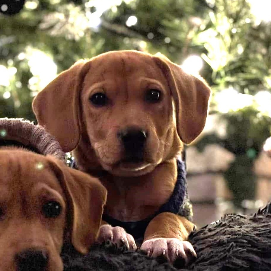 Ezra, Adopted, Puppy Male Mixed Breed.