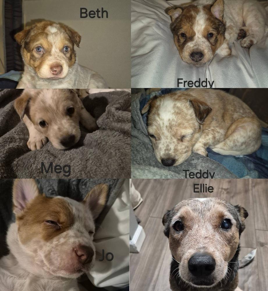 Teddie, a Adoptable mixed breed in Colorado Springs, CO image 1/4